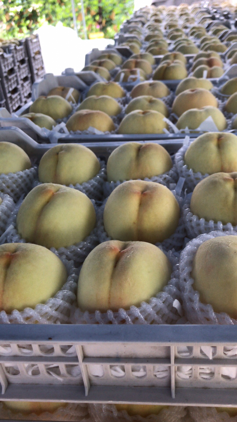 能用吸管吸的水蜜桃水蜜桃
