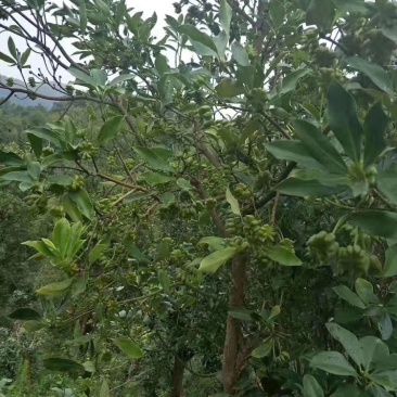 青麻椒