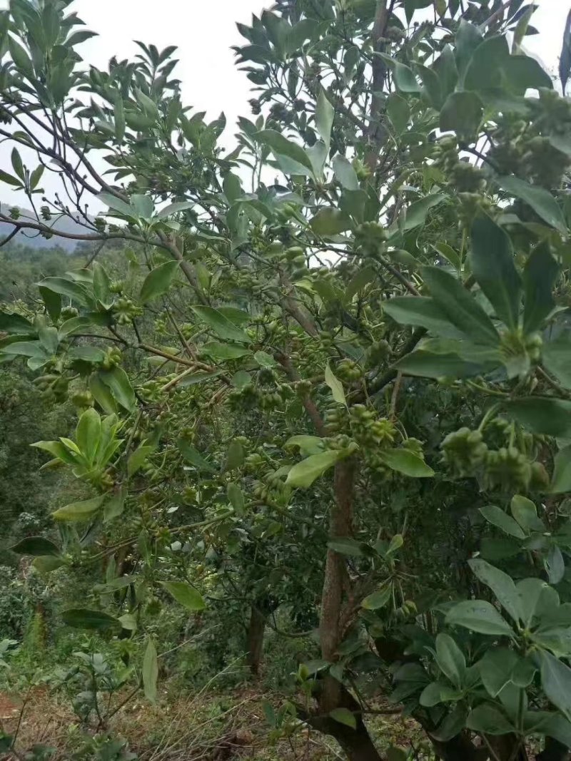 青麻椒