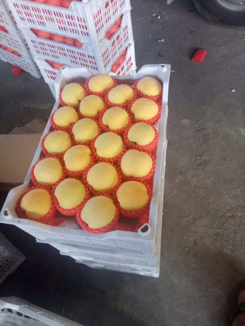 大连黄桃，红桃大量上市
