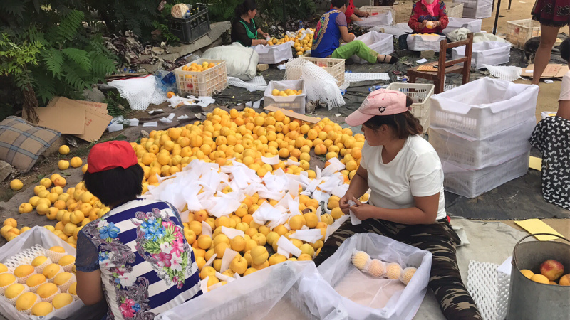大连黄桃，红桃大量上市