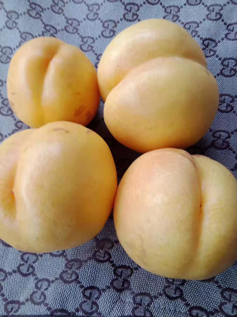 大连黄桃，红桃大量上市