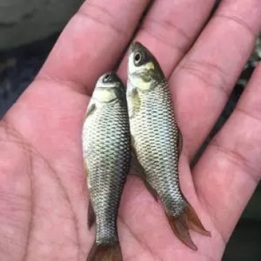 草鱼苗及各种鱼苗，提供养殖技术，长势快，