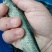 草鱼苗及各种鱼苗，提供养殖技术，长势快，