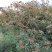 【热销】山东特级大红袍花椒产地直发货源充足颗粒大新货量大优惠
