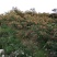 【热销】山东特级大红袍花椒产地直发货源充足颗粒大新货量大优惠