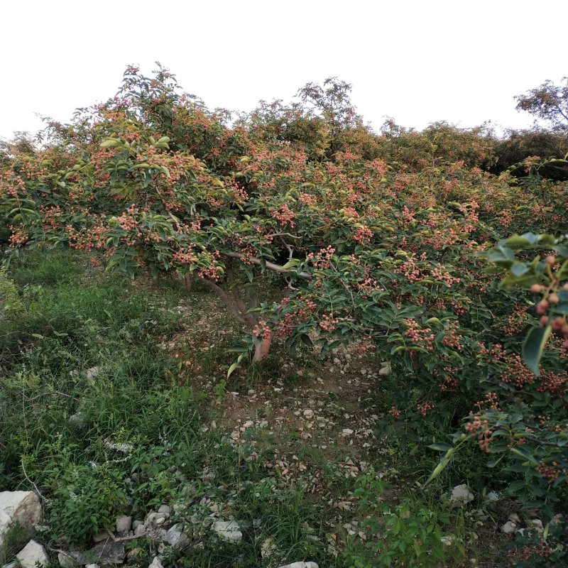 【热销】山东特级大红袍花椒产地直发货源充足颗粒大新货量大优惠