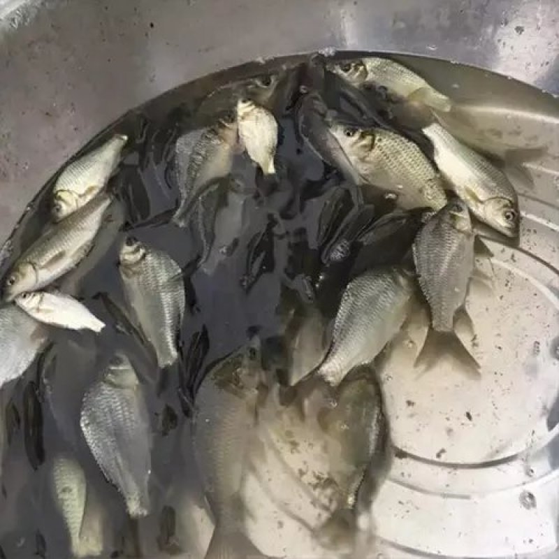 鲫鱼苗提供养殖技术和池塘消毒，规格齐全，