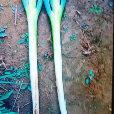润丰蔬菜货站诚信代办各种蔬菜至优惠的价格保质量高品质