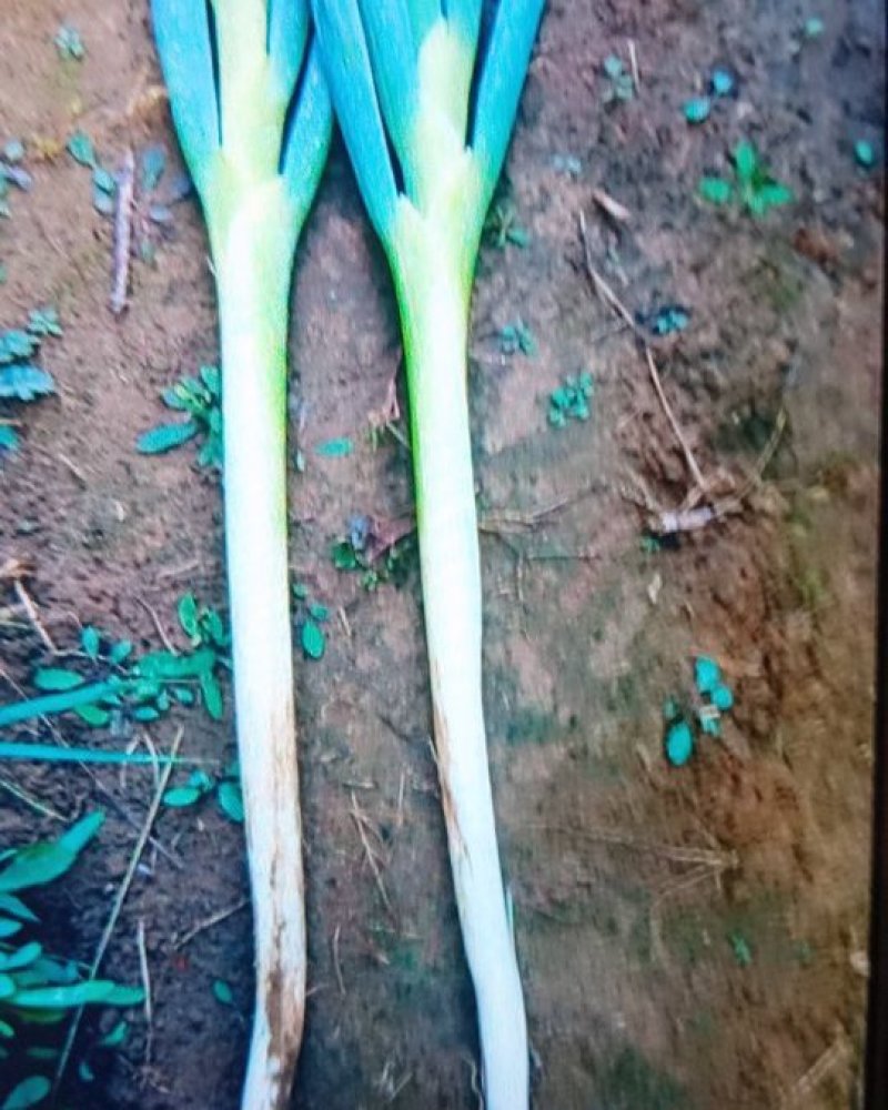 润丰蔬菜货站诚信代办各种蔬菜至优惠的价格保质量高品质