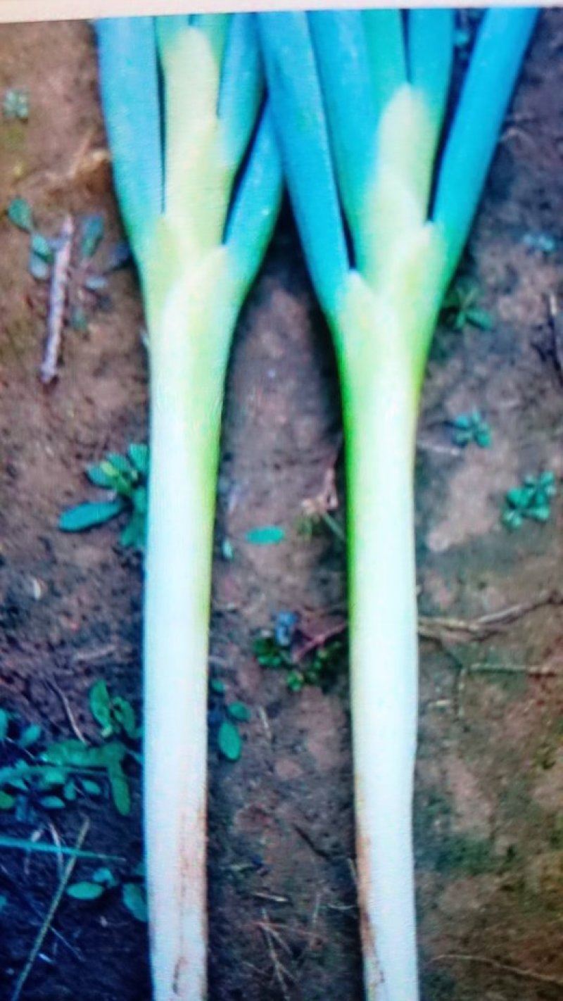 润丰蔬菜货站诚信代办各种蔬菜至优惠的价格保质量高品质