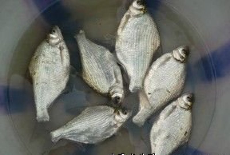鳊鱼苗，武昌鱼苗，规格齐全提供养殖技术及各种鱼苗，长势快