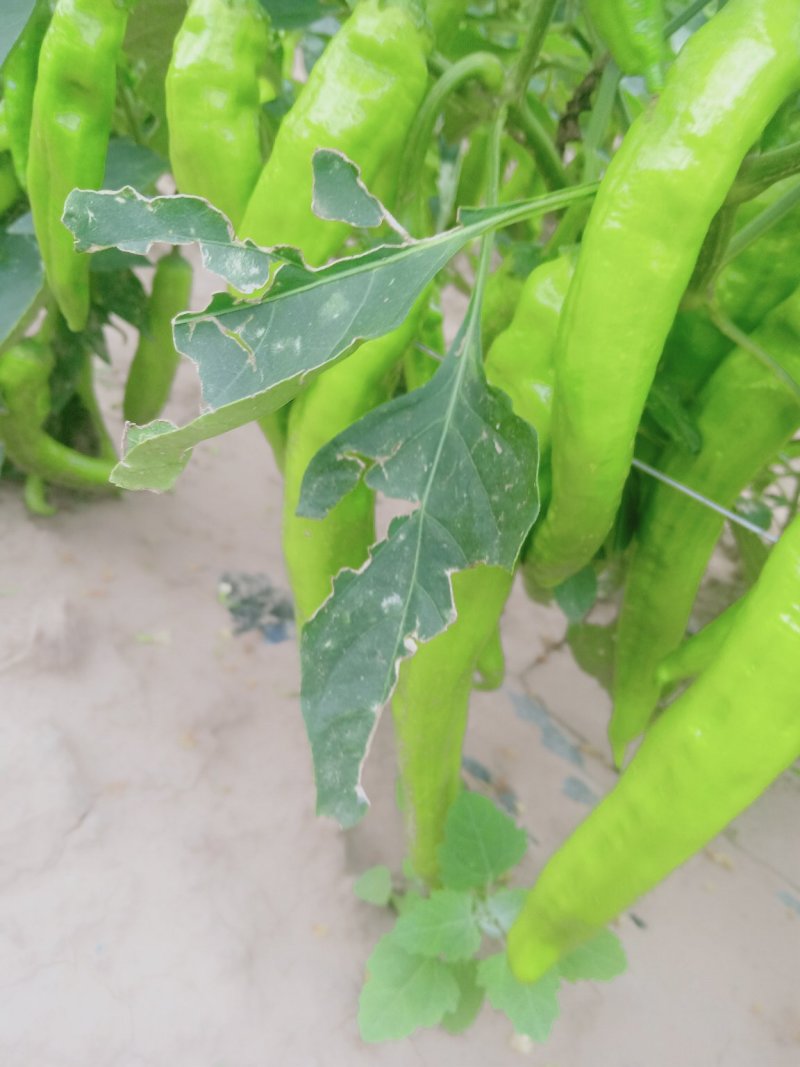 润丰蔬菜货站