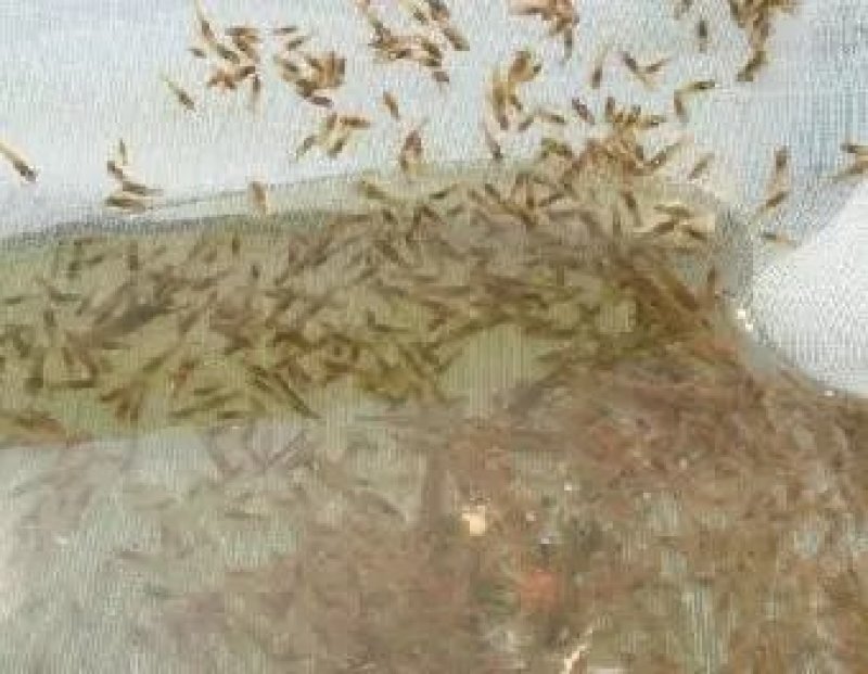 虾苗规格齐全提供养殖技术及各种鱼苗，包成活