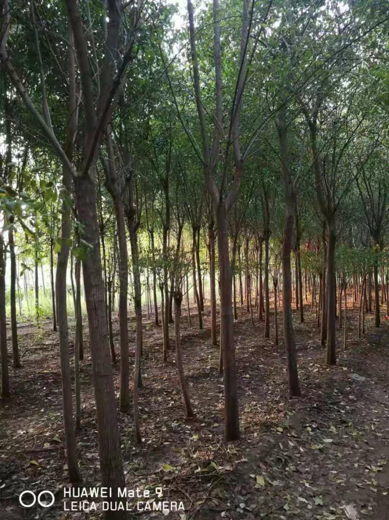白杜，野杜仲大小规格都有