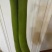 胡子瓜