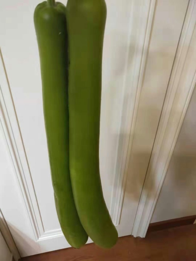 胡子瓜