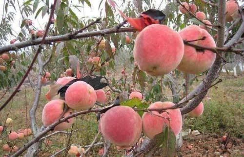 🌳冬桃树苗嫁接苗，当年结果全国包邮，果实爆满香甜可口。
