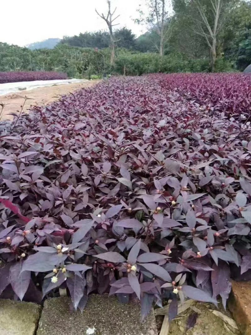 大叶红草(红苋草)叶子常红花期花为浅金色。