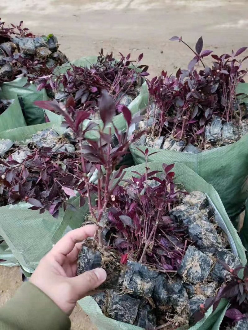 大叶红草(红苋草)叶子常红花期花为浅金色。