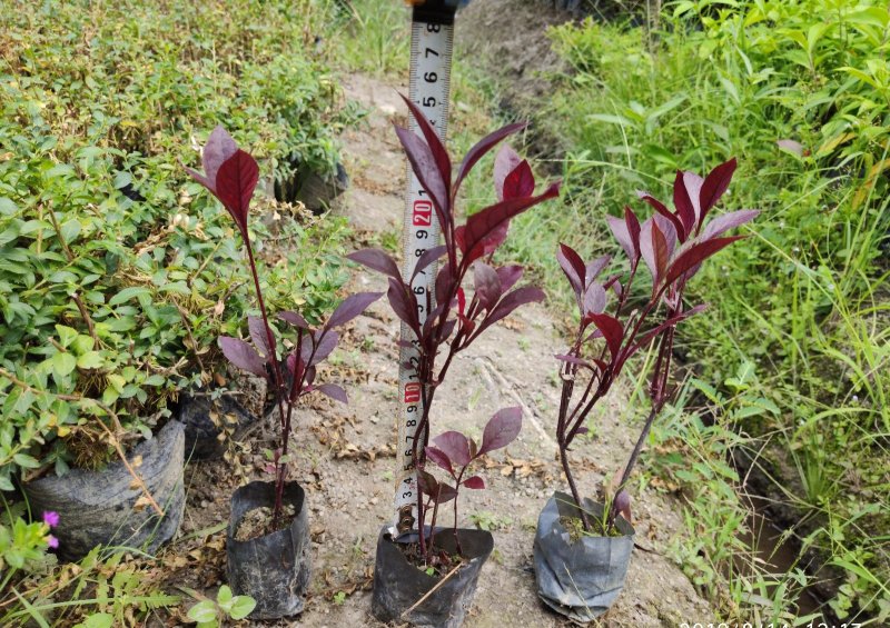 大叶红草(红苋草)叶子常红花期花为浅金色。