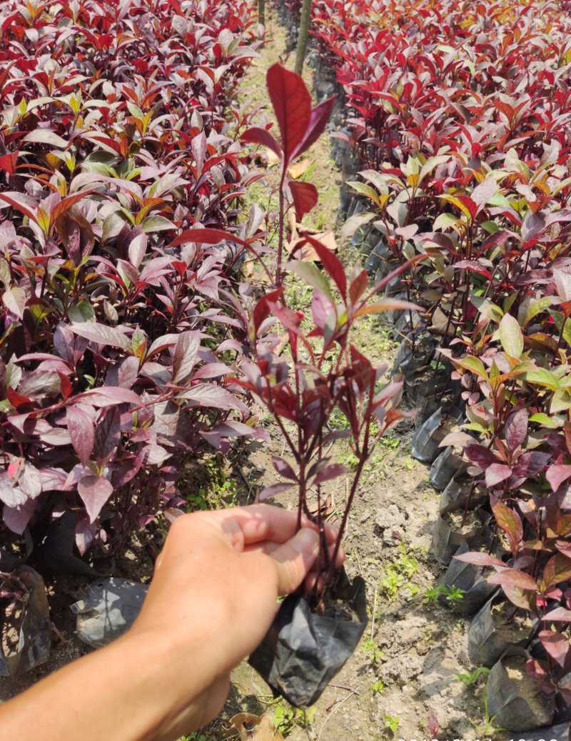 大叶红草(红苋草)叶子常红花期花为浅金色。