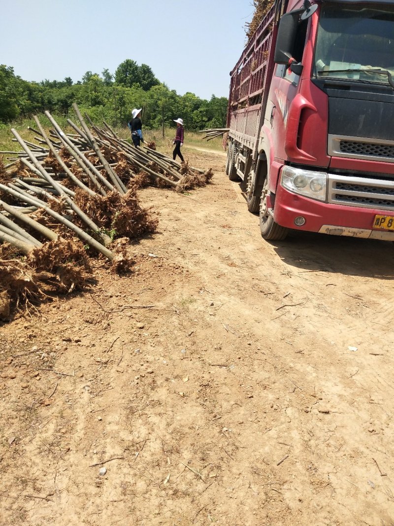 河南省栾树(黄山栾)价格，河南潢川栾树基地，栾树树形优美