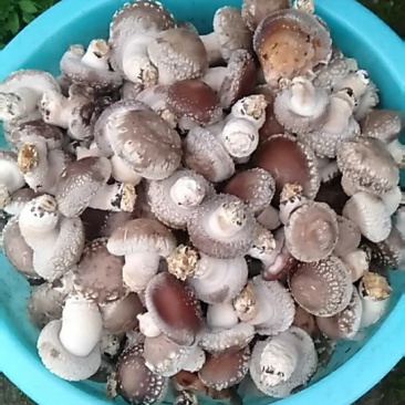 来自北纬30度的湖北恩施，优质鲜香菇大量供货