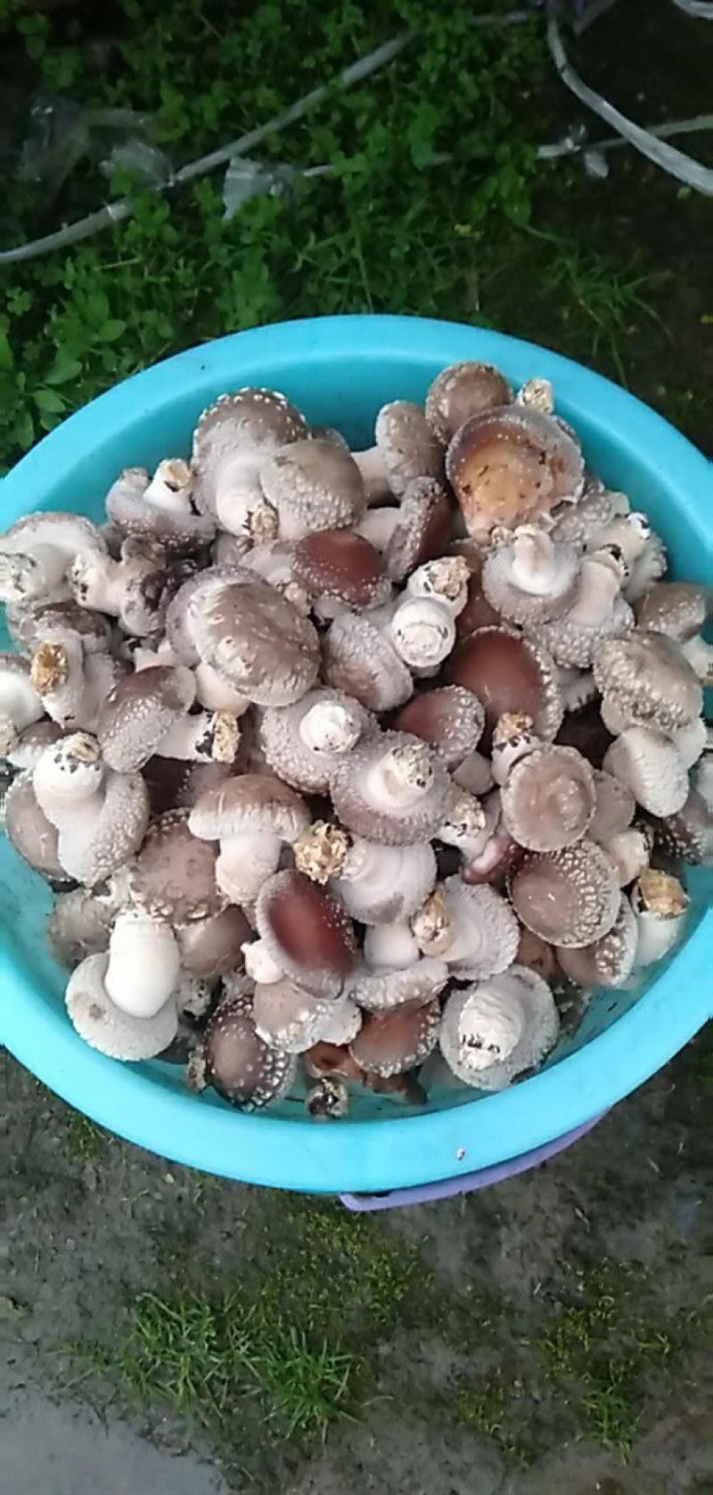 来自北纬30度的湖北恩施，优质鲜香菇大量供货
