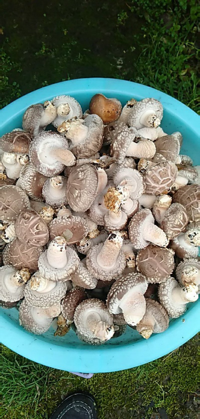 来自北纬30度的湖北恩施，优质鲜香菇大量供货