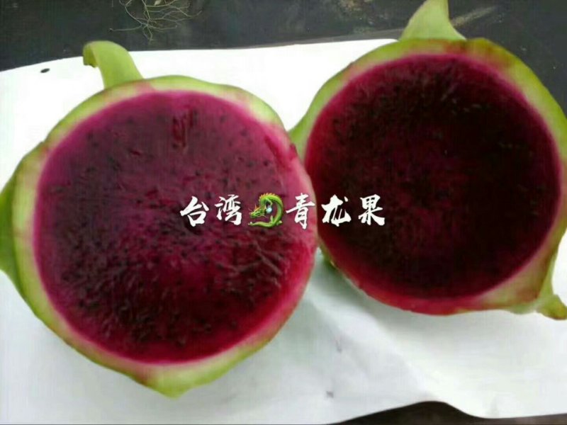 台湾青皮红肉火龙果苗火龙果苗扦插苗嫁接苗