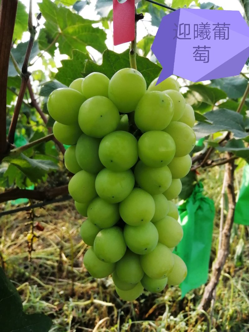 葡萄