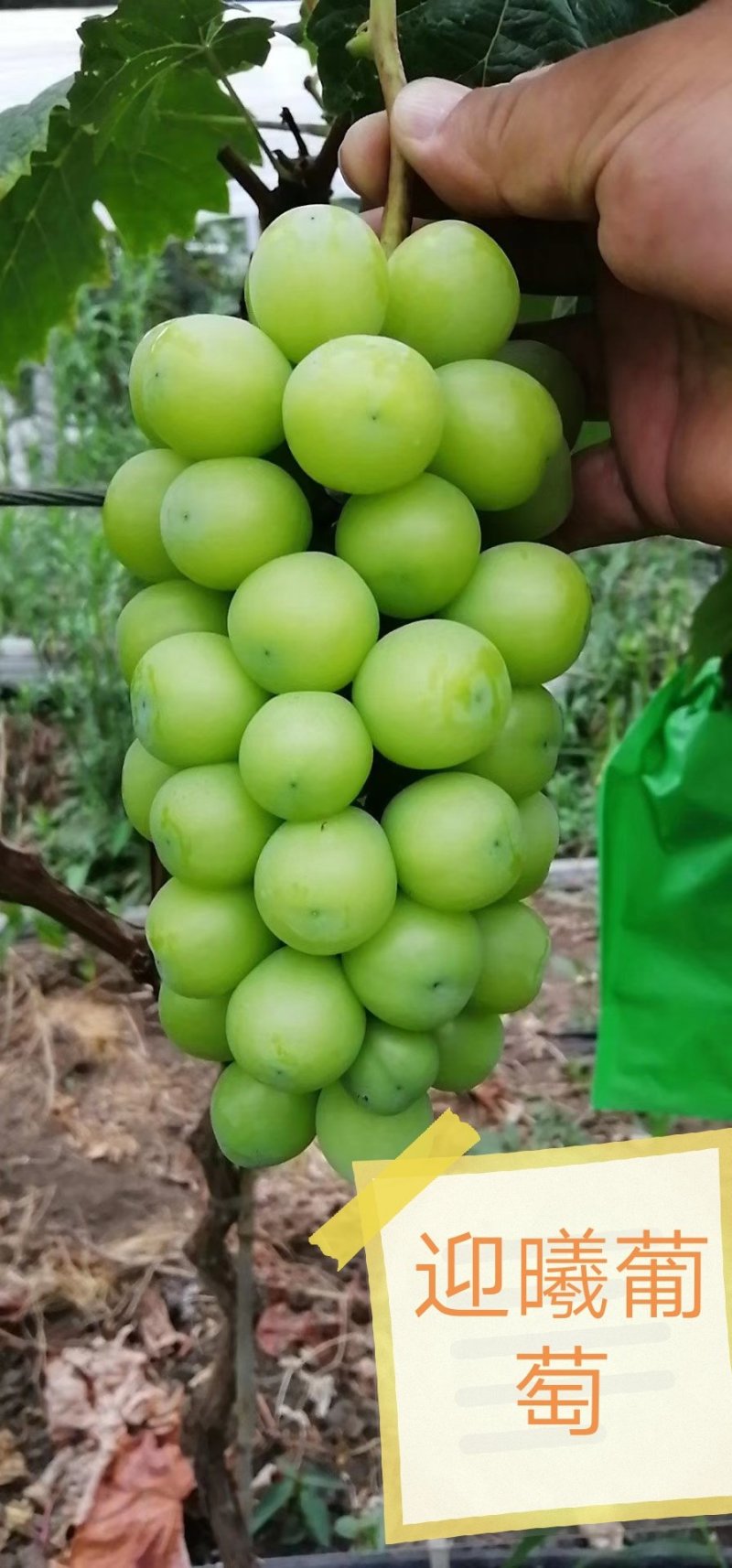 葡萄