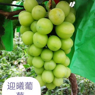 葡萄