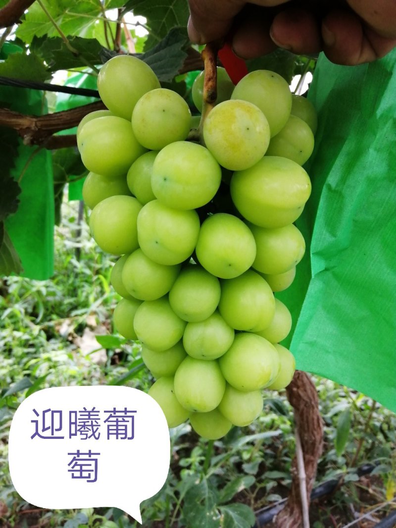 葡萄