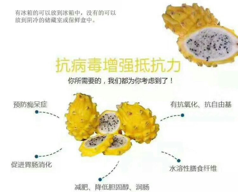火龙果苗燕窝火龙果正品嫁接苗扦插苗