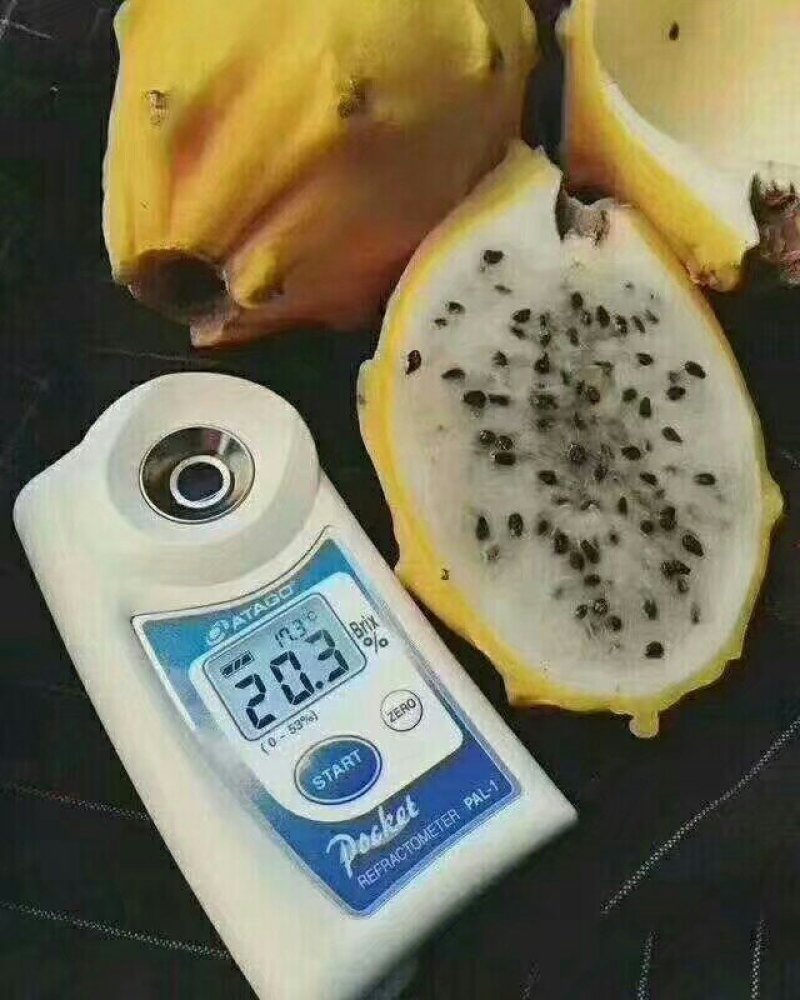 火龙果苗燕窝火龙果正品嫁接苗扦插苗