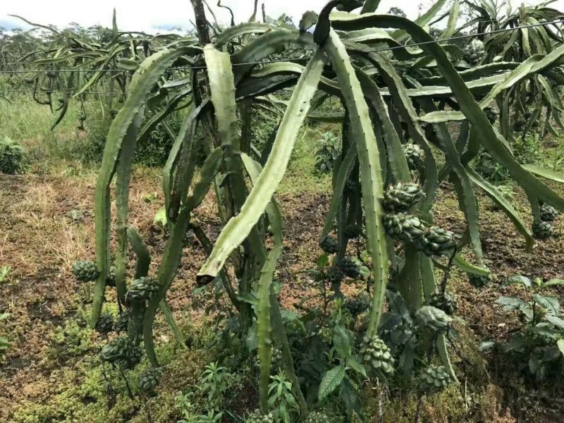 火龙果苗燕窝火龙果正品嫁接苗扦插苗