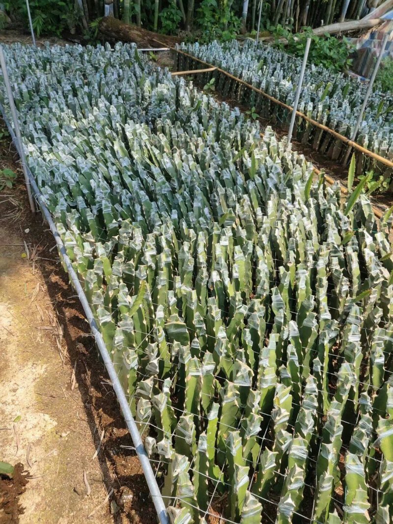 火龙果苗燕窝火龙果正品嫁接苗扦插苗