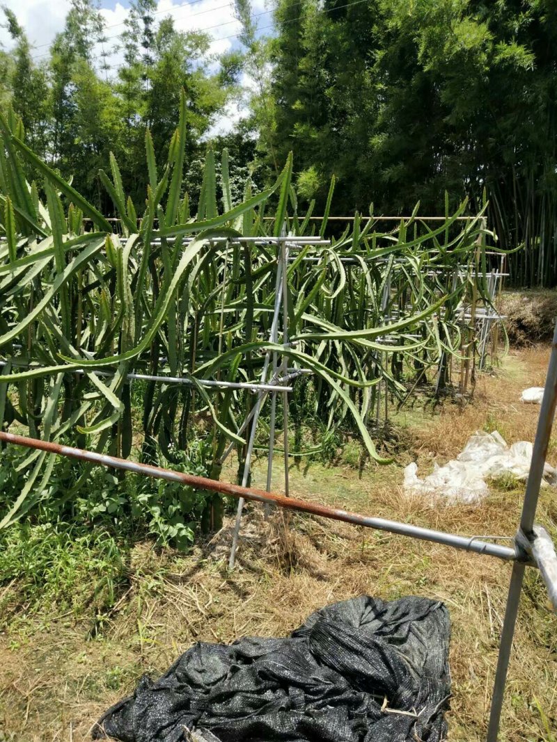 火龙果苗燕窝火龙果正品嫁接苗扦插苗