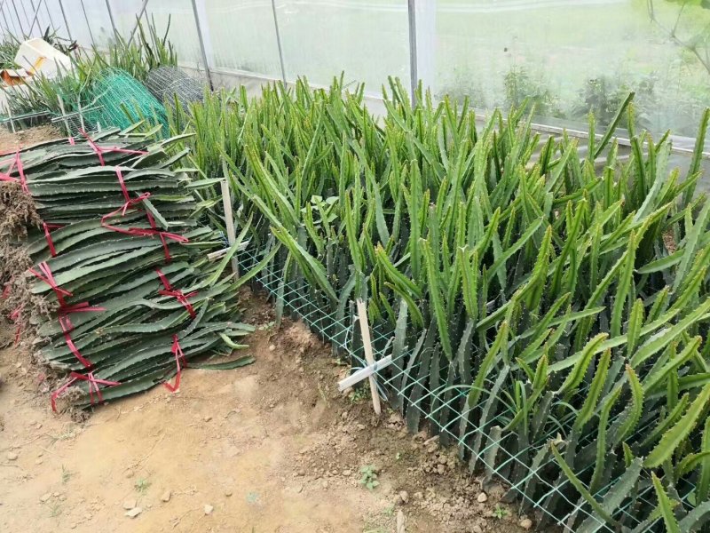 火龙果苗燕窝火龙果正品嫁接苗扦插苗