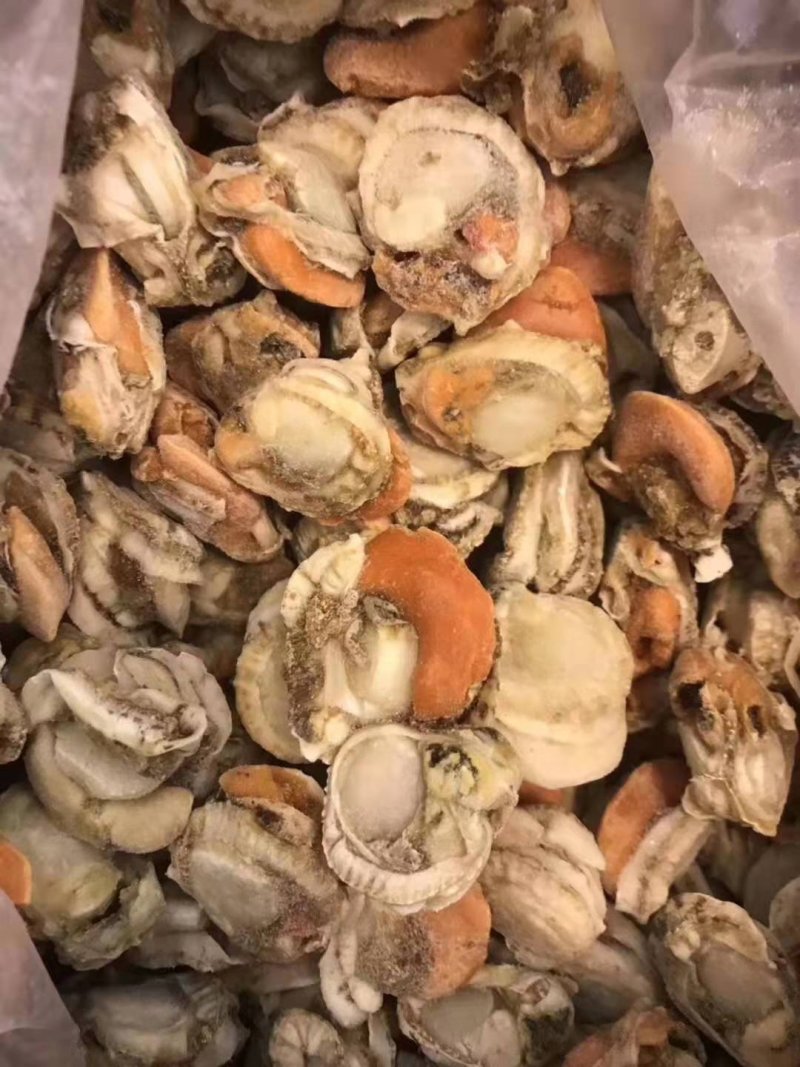 连云港扇贝肉，带膏无冰不泡药