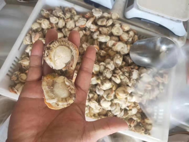 连云港扇贝肉，带膏无冰不泡药