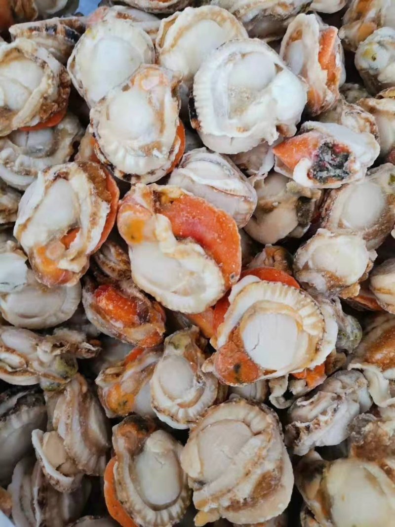 连云港扇贝肉，带膏无冰不泡药