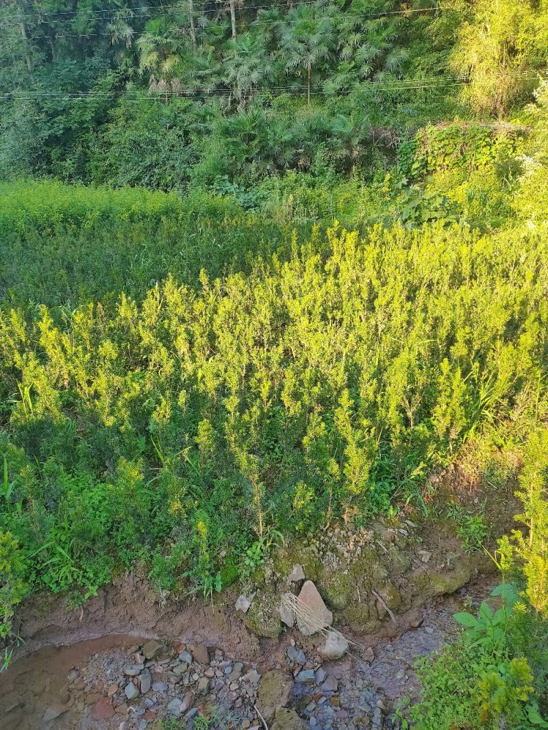 曼地亚红豆杉苗曼地亚曼地亚红豆杉一手货源自产自销