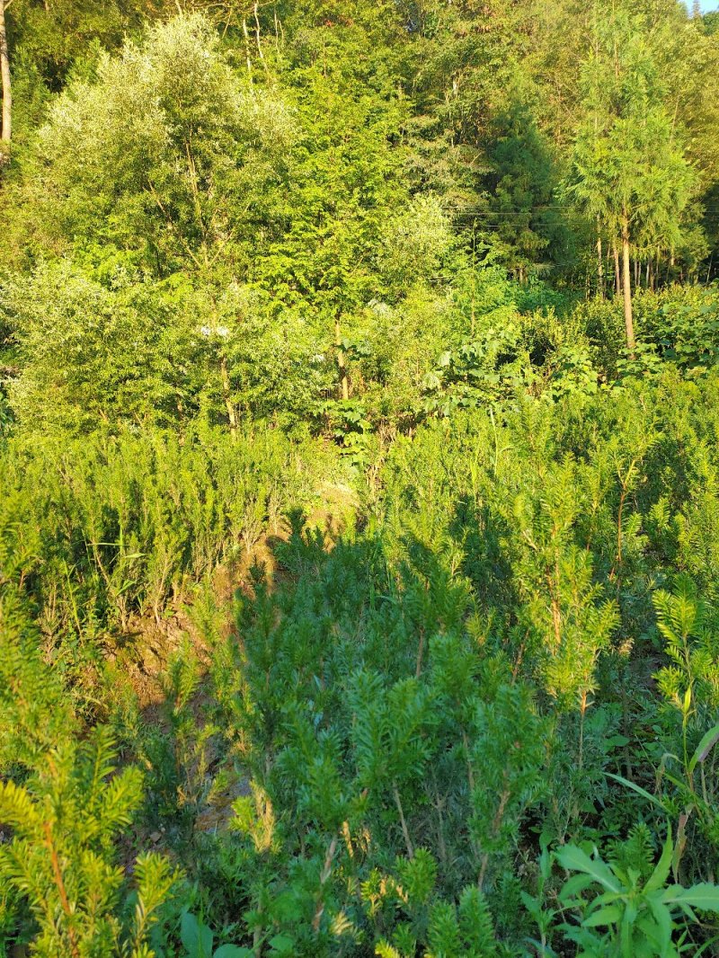 曼地亚红豆杉苗曼地亚曼地亚红豆杉一手货源自产自销