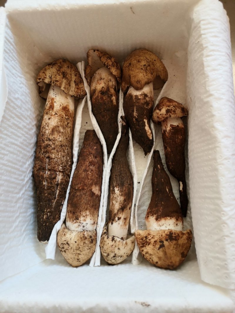 鸡枞菌新鲜野生鸡枞菌产地批发一件代发空运包邮招代理