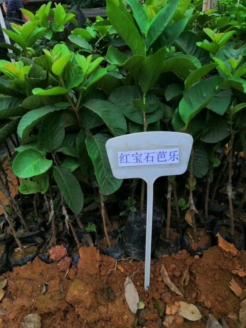 红宝石番石榴苗红宝石芭乐苗新品种无籽少籽芭
