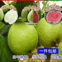 红宝石番石榴苗红宝石芭乐苗新品种无籽少籽芭