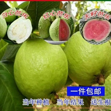 红宝石番石榴苗红宝石芭乐苗新品种无籽少籽芭